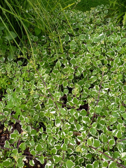 Plectranthus madagascariensis 'Variegated Mintleaf'